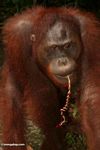 Orangutan with ribbon in its mouth (Kalimantan; Borneo (Indonesian Borneo))