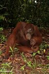 Adult orangutan in vegetation (Kalimantan; Borneo (Indonesian Borneo))
