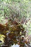 Blackwater swamp  vegetation (Kalimantan, Borneo (Indonesian Borneo)) 