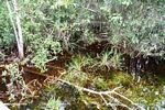 Blackwater swamp grass and surrounding vegetation (Kalimantan, Borneo (Indonesian Borneo)) 