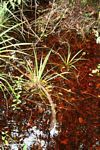 Blackwater swamp grass (Kalimantan, Borneo (Indonesian Borneo)) 