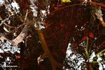 Blackwater swamp leaf litter (Kalimantan, Borneo (Indonesian Borneo)) 
