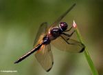 Brachydiplax dragonfly on blade of grass (Kalimantan, Borneo (Indonesian Borneo)) 