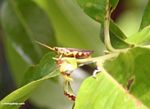 Yellow and brown grasshopper (Kalimantan, Borneo (Indonesian Borneo)) 