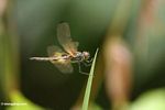 Brachydiplax dragonfly (Kalimantan, Borneo (Indonesian Borneo)) 