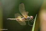 Brachydiplax dragonfly in Kalimantan (Kalimantan, Borneo (Indonesian Borneo)) 
