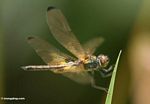 Brachydiplax dragonfly species in Borneo (Kalimantan, Borneo (Indonesian Borneo)) 