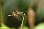 Brachydiplax dragonfly species (Kalimantan, Borneo (Indonesian Borneo)) 