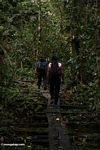 Camp Leaky Orangutan Research and Rehabilitation Center staff hiking through forest (Kalimantan, Borneo (Indonesian Borneo)) 