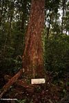 Ramin tree (Kalimantan, Borneo (Indonesian Borneo)) 