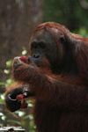 Orang-utan examining a rambutan fruit (Kalimantan; Borneo (Indonesian Borneo))