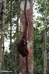Orangutan hanging on a forest liana (Kalimantan; Borneo (Indonesian Borneo))