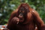 Young orang-utan eating rambutan fruit (Kalimantan; Borneo (Indonesian Borneo))
