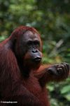 Adult orangutan with fist-clenched (Kalimantan, Borneo (Indonesian Borneo)) 