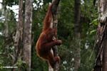 Young orangutan in Indonesia's Tanjung Puting National Park (Kalimantan; Borneo (Indonesian Borneo))