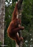 Young orang-utan in Indonesia's Tanjung Puting National Park (Kalimantan, Borneo (Indonesian Borneo)) 
