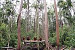 Group of orangs on feeding platform in Tanjung Puting National Park (Kalimantan, Borneo (Indonesian Borneo)) 