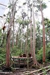 Group of orangutans on feeding platform at Camp Leaky (Kalimantan, Borneo (Indonesian Borneo)) 