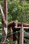 Large male orangutan climbing up to feeding platform at Camp Leaky (Kalimantan, Borneo (Indonesian Borneo)) 