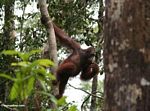Orang-utan climbing while eating bananas (Kalimantan; Borneo (Indonesian Borneo))