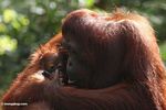Mother orang wiping infant's face (Kalimantan, Borneo (Indonesian Borneo)) 