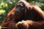 Mother orang looking skyward while holding infant (Kalimantan, Borneo (Indonesian Borneo)) 
