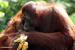 Mother orang with infant (Kalimantan; Borneo (Indonesian Borneo))