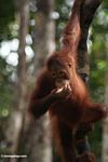 Young orangutan feeding on fruit (Kalimantan, Borneo (Indonesian Borneo)) 