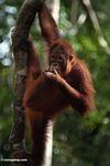 Young orangutan feeding while hanging from tree (Kalimantan, Borneo (Indonesian Borneo)) 