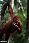 Young orangutan hanging from tree (Kalimantan; Borneo (Indonesian Borneo))