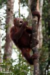Young orangutan eating a banana while grabbing a woddy liana (Kalimantan, Borneo (Indonesian Borneo)) 