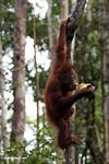 Young orangutan eating a banana while hanging from a vine (Kalimantan, Borneo (Indonesian Borneo)) 