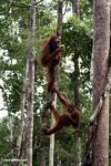 Pair of orangutans climbing a large liana in Borneo (Kalimantan, Borneo (Indonesian Borneo)) 