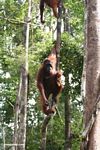 Mother orangutan with infant in tree (Kalimantan, Borneo (Indonesian Borneo)) 