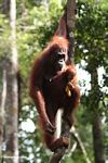 Mother orangutan with infant (Kalimantan; Borneo (Indonesian Borneo))