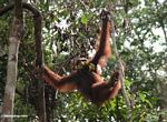 Orangutan in trees with a bunch of bananas (Kalimantan, Borneo (Indonesian Borneo)) 