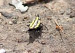 Yellow and black horned spider (Kalimantan, Borneo (Indonesian Borneo)) 