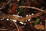 White fungi on small fallen branch (Kalimantan, Borneo (Indonesian Borneo)) 