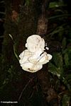 White fungi with emerging black hairs (Kalimantan, Borneo (Indonesian Borneo)) 