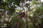 Orangutan nest in rainforest tree in Borneo (Kalimantan, Borneo (Indonesian Borneo)) 