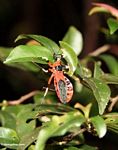 Red weevil-like insect with yellow and black legs (Kalimantan, Borneo (Indonesian Borneo)) 