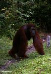 Adult Male Orangutan walking with arms on ground (Kalimantan, Borneo (Indonesian Borneo)) 