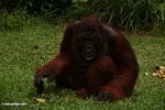 Adult Male Orangutan sitting on grass (Kalimantan; Borneo (Indonesian Borneo))