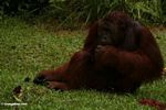 Adult Male Orangutan sitting on grass at Camp Leaky (Kalimantan; Borneo (Indonesian Borneo))