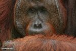 Ex-captive Adult Male Orang-utan (Pongo pygmaeus) (Kalimantan; Borneo (Indonesian Borneo))