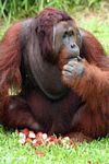 Rehabilitated Adult Male Orang-utan (Pongo pygmaeus) lost in thought over a pile of rambutan fruit (Kalimantan, Borneo (Indonesian Borneo)) 