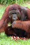 Rehabilitated Adult Male Orang-utan (Pongo pygmaeus) with a pile of rambutan fruit (Kalimantan; Borneo (Indonesian Borneo))
