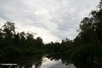 Late afternoon on the Sekonyer River (Kalimantan, Borneo (Indonesian Borneo)) 