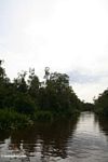 Seikonyer River (Kalimantan, Borneo (Indonesian Borneo)) 