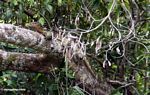 Water monitor lizard (Varanus salvator) on a branch above the Seikonyer River (Kalimantan, Borneo (Indonesian Borneo)) 